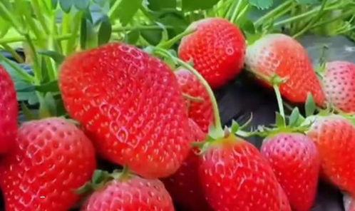 草莓国产视频,探寻本土草莓种植的魅力与风采