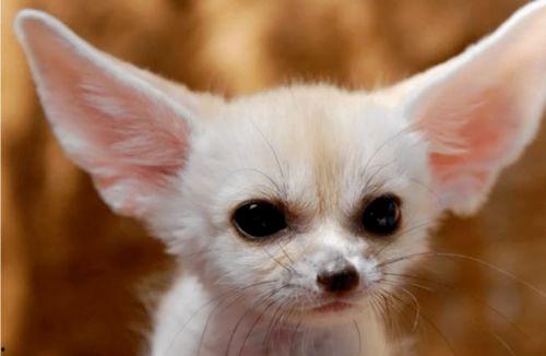 娱乐吃瓜丫狐狸