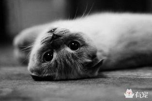 娱乐吃瓜酱虐猫